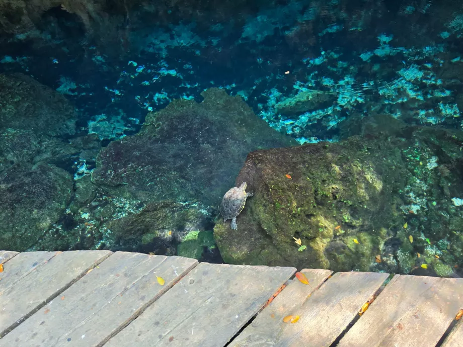 Tartarughe nel Gran Cenote