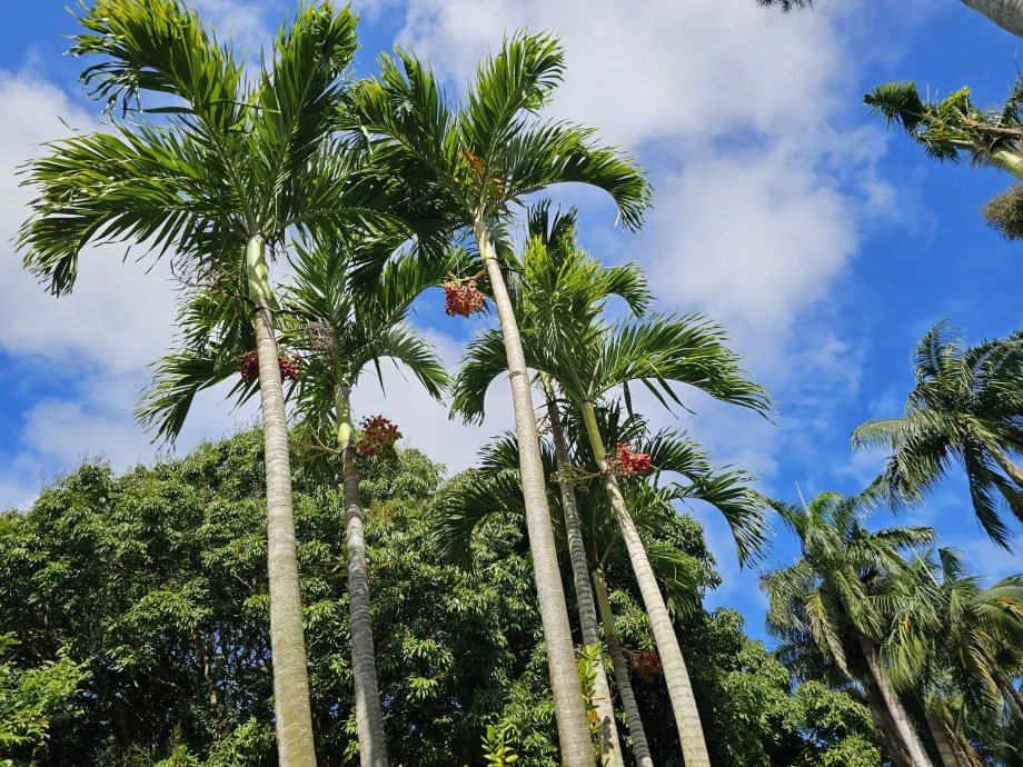 Saint Aubin, giardino botanico