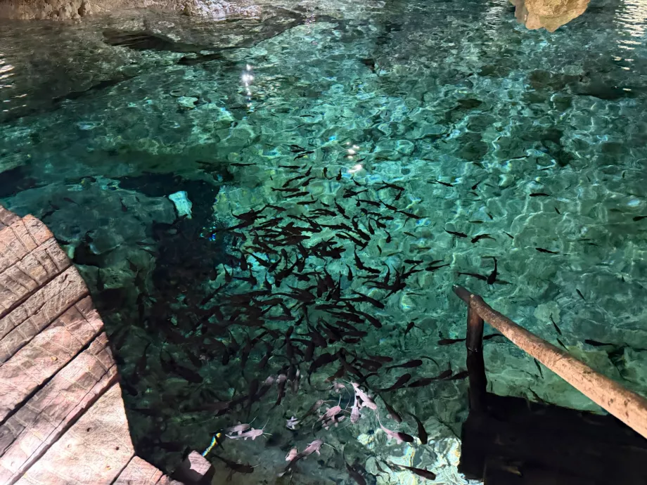 Cenote di Aktun Chen