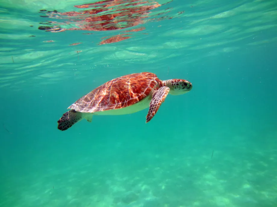 Tartarughe nella baia di Akumal