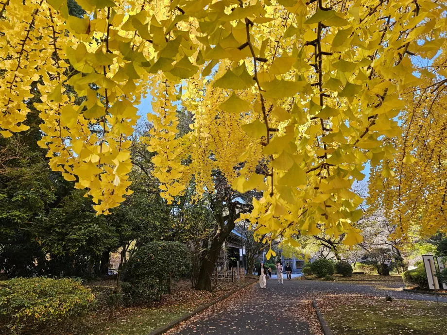 Autunno nel Parco di Ueno
