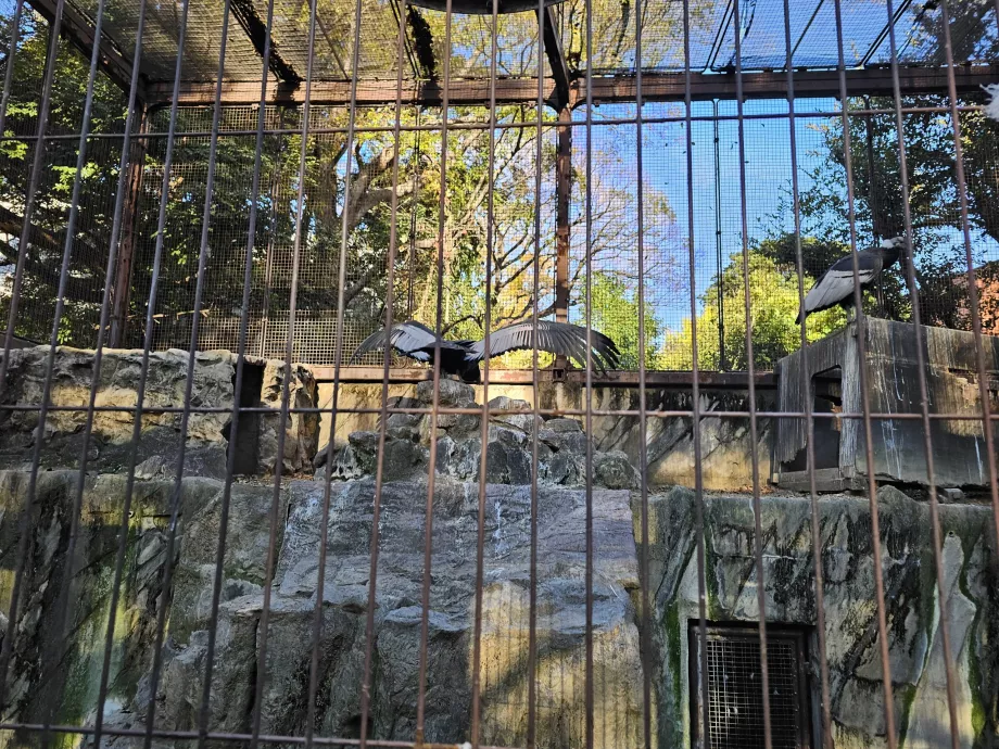 Avvoltoi allo zoo di Ueno