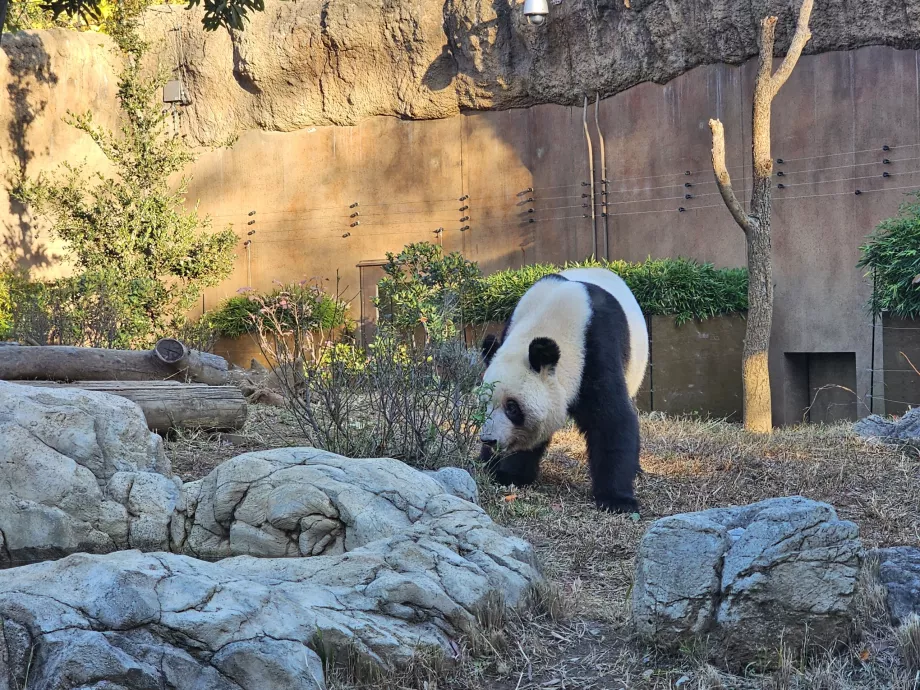Panda allo zoo di Ueno