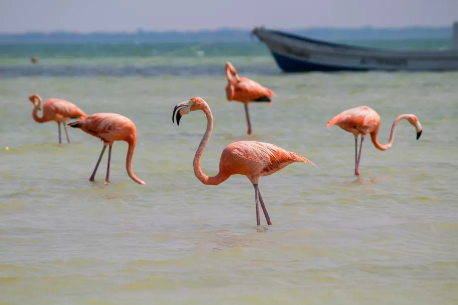 Fenicotteri a Holbox