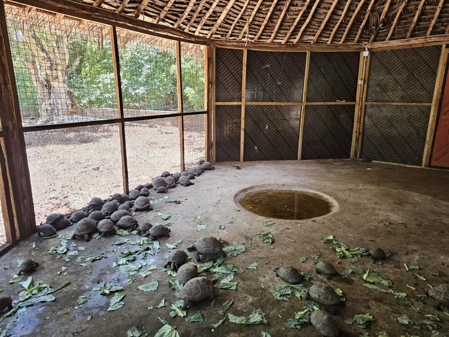 Isola della prigione, tartarughe giganti