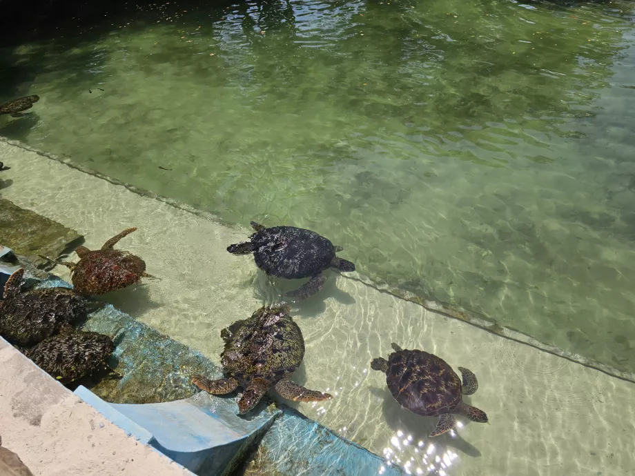 Nungwi, Acquario di Mnarani