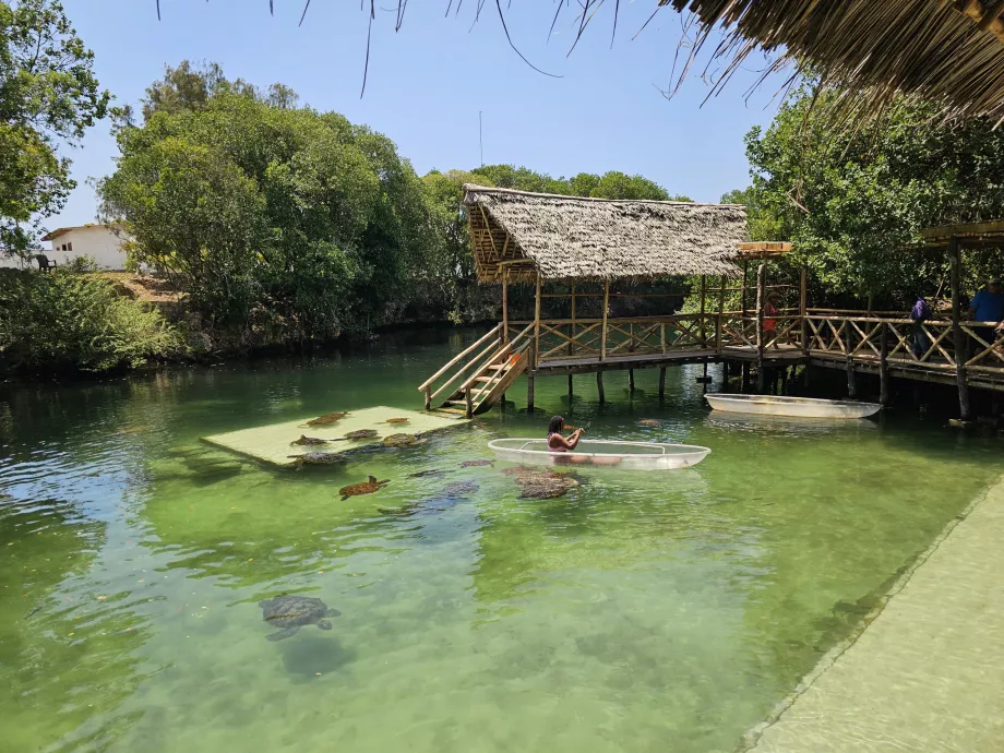 Nungwi, Acquario di Mnarani