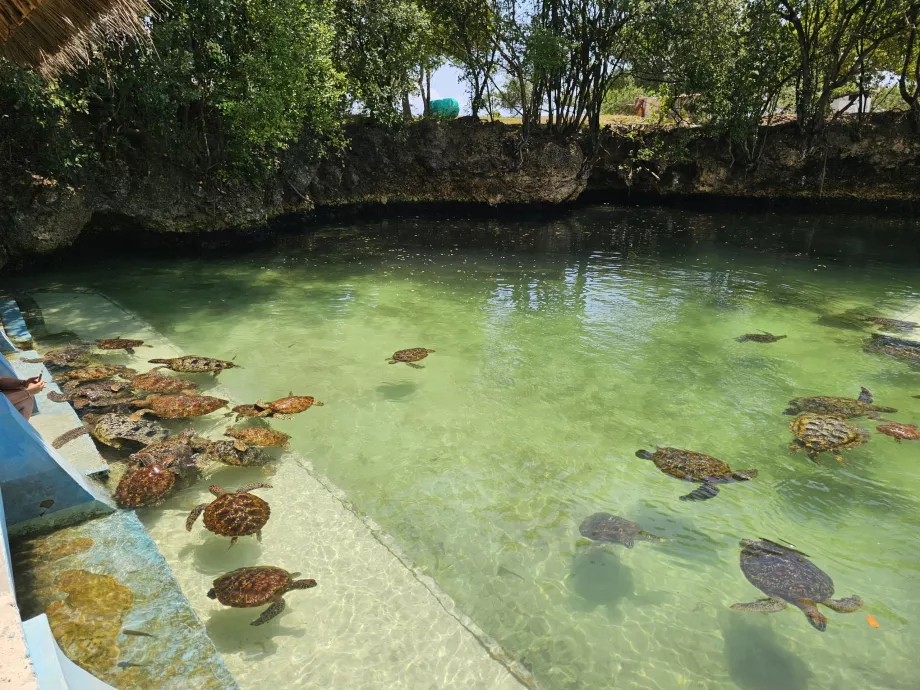 Nungwi, Acquario di Mnarani