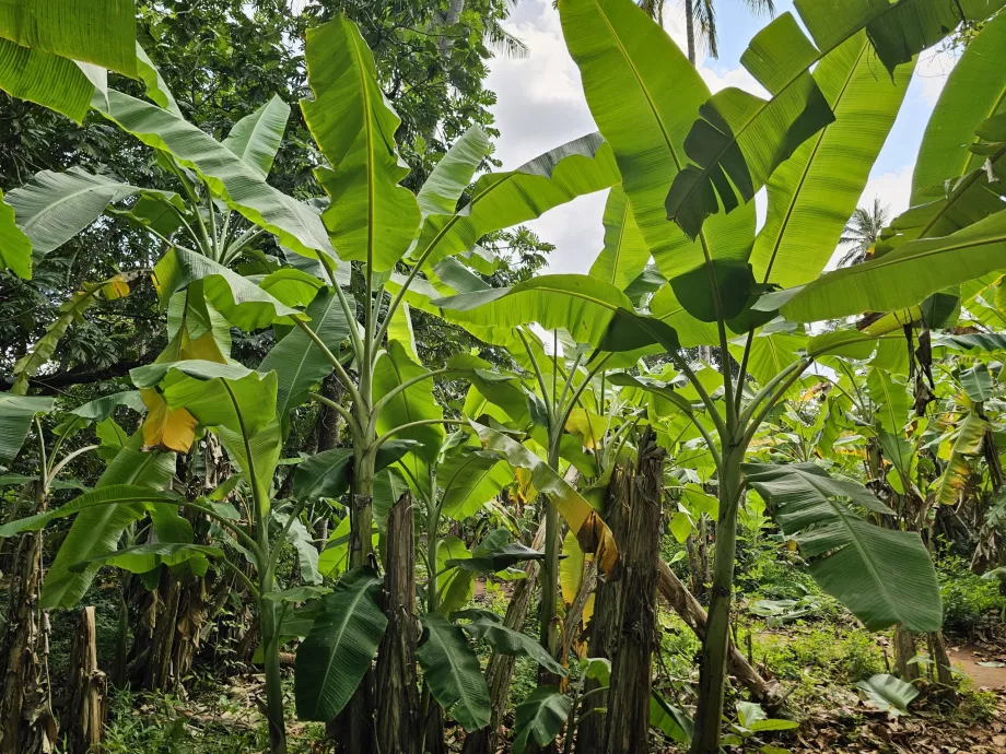 Banano