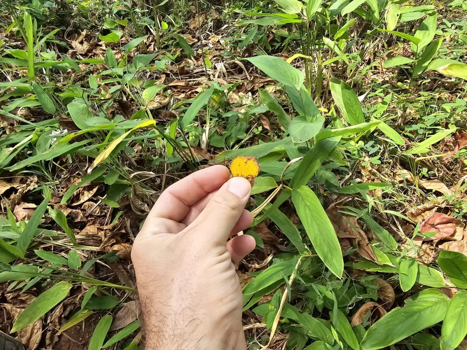 Curcuma