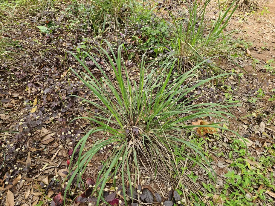 Citronella