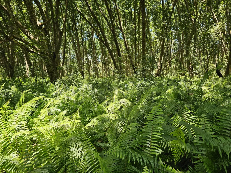 Foresta di Jozani