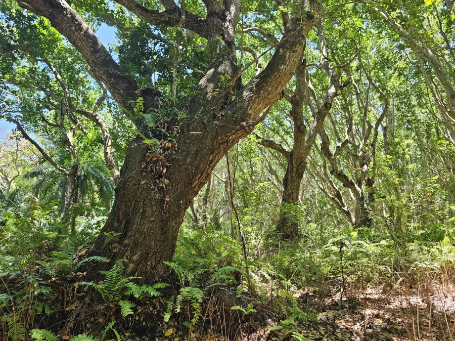 Foresta di Jozani