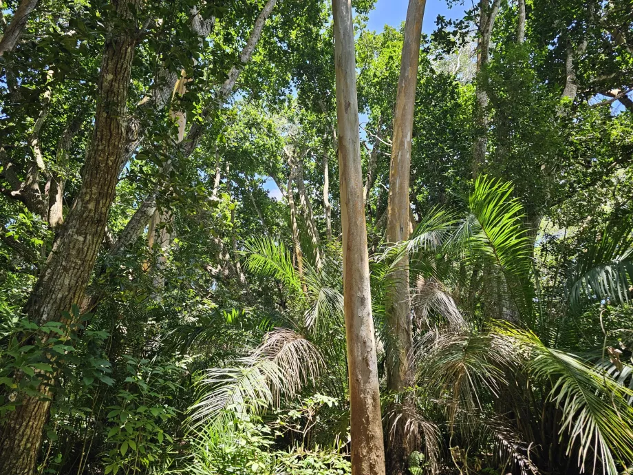 Foresta di Jozani