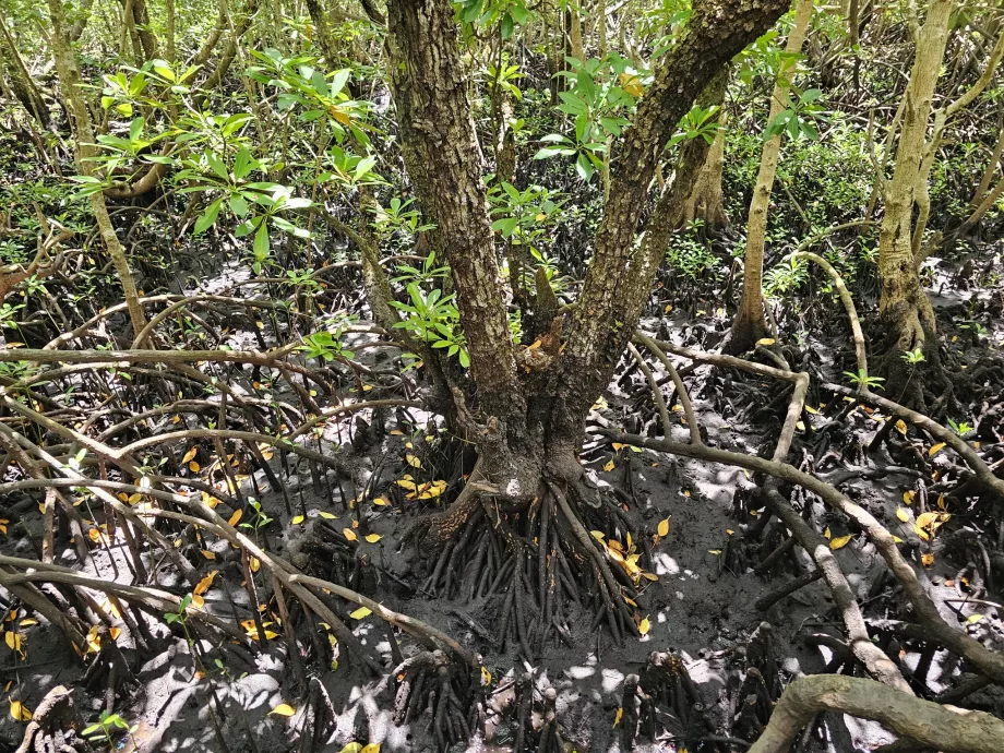 Foresta di Jozani, mangrovie