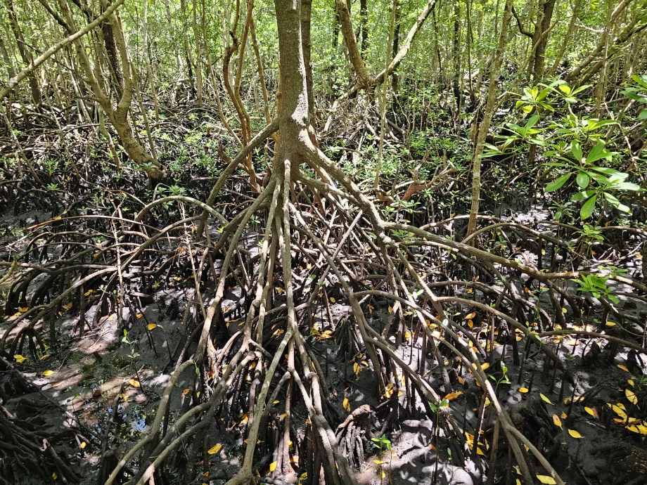 Foresta di Jozani, mangrovie
