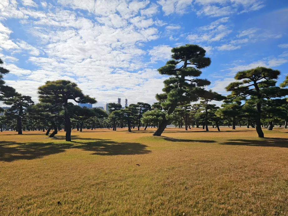 Giardino nazionale di Kokyo Gaien