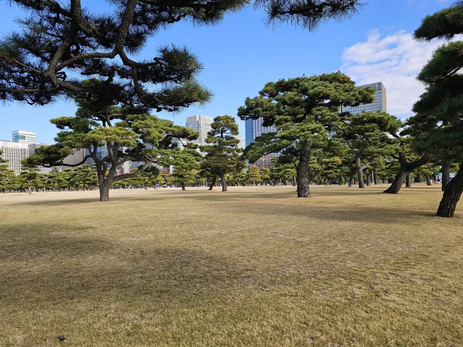 Giardino nazionale di Kokyo Gaien