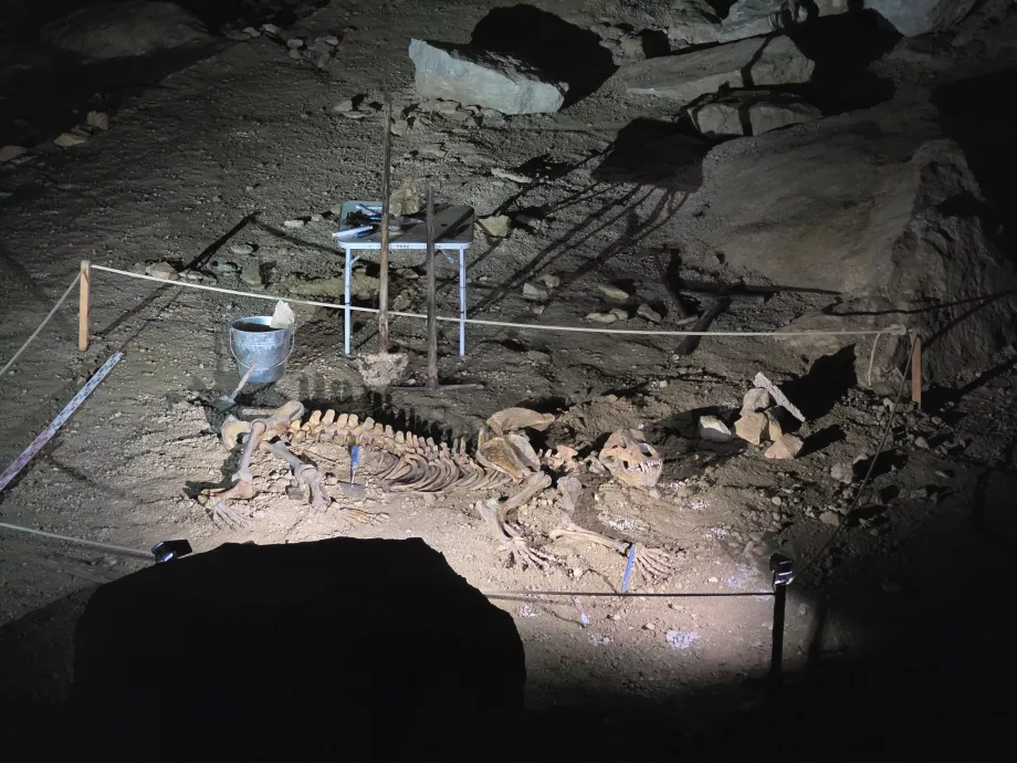 Scheletro di un orso delle caverne