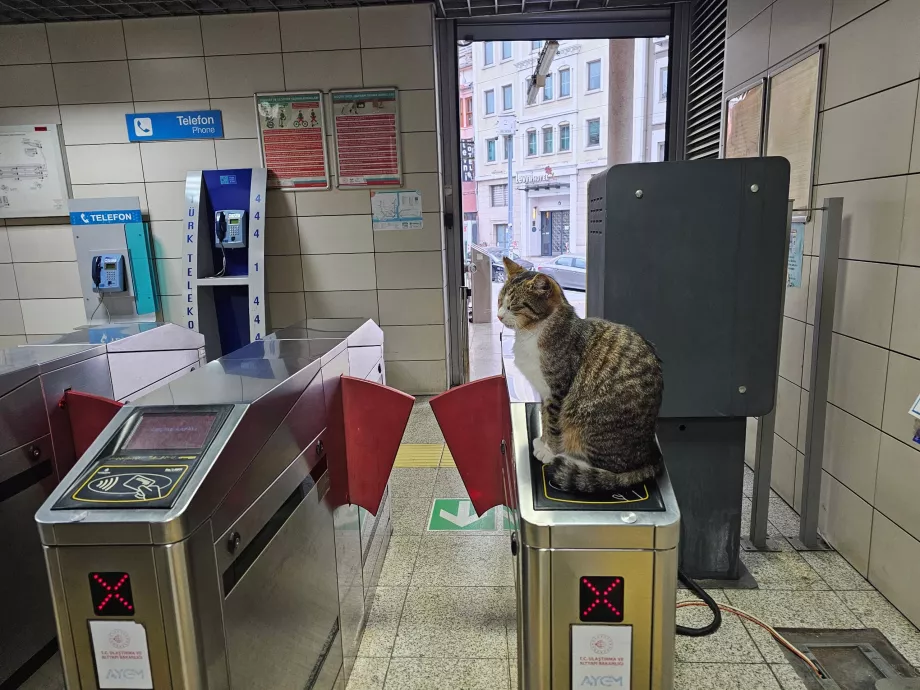 Gatto sul tornello all'ingresso della stazione ferroviaria