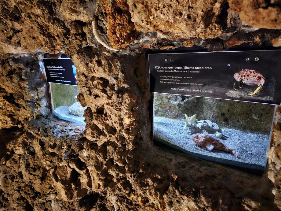 Acquario di Rodi