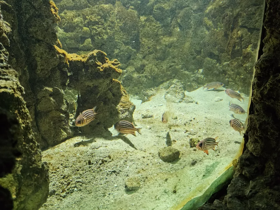 Acquario di Rodi
