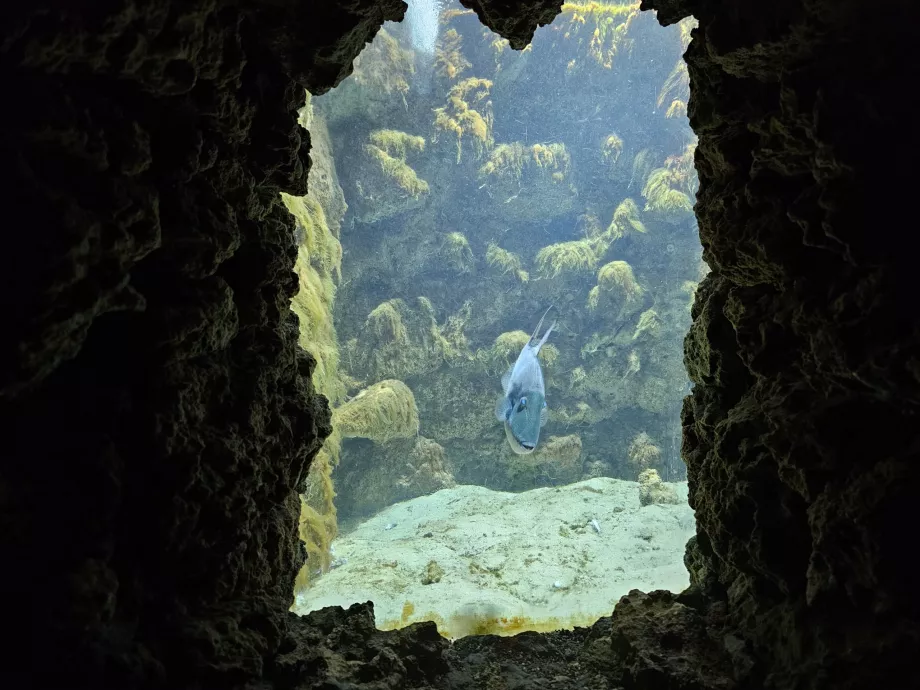 Acquario di Rodi