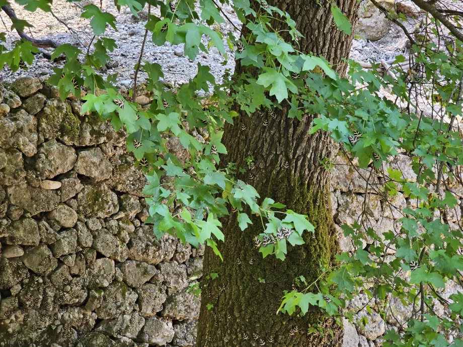 Valle delle farfalle