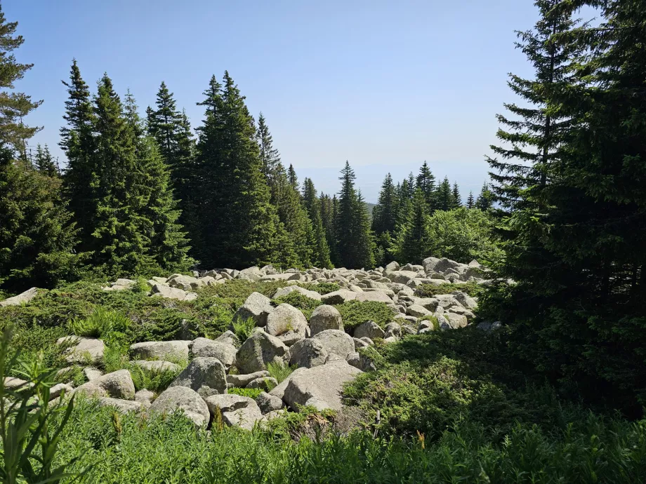 Foreste sulle pendici del Vitosha