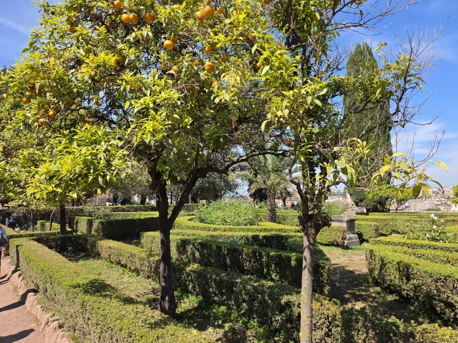 Palatino