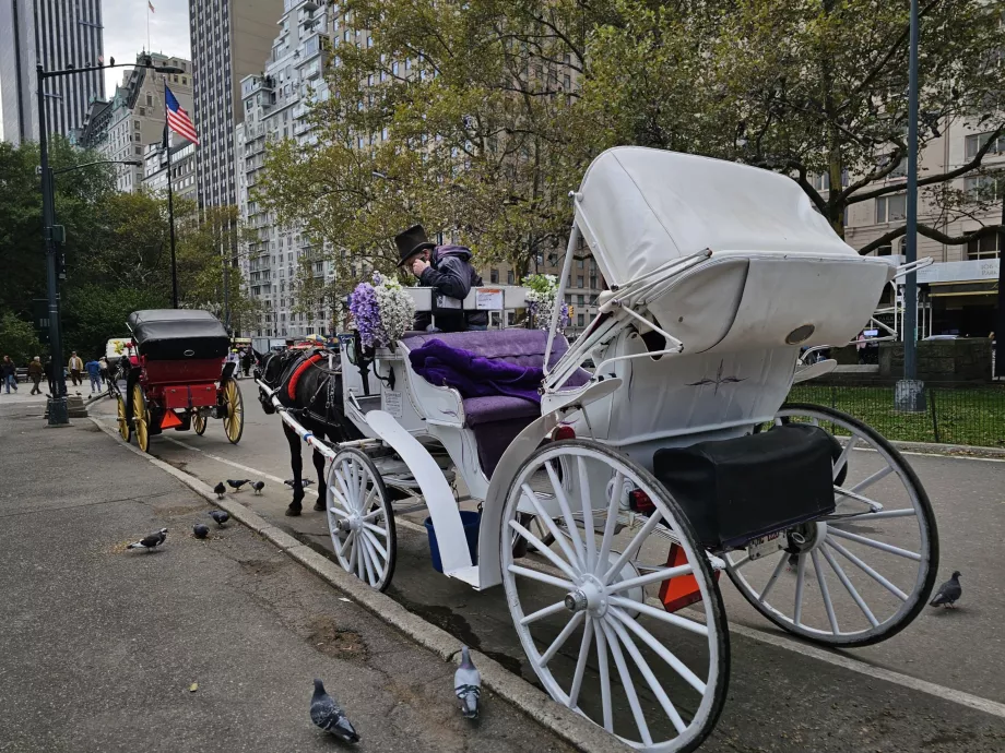 Carrozza trainata da cavalli a Central Park