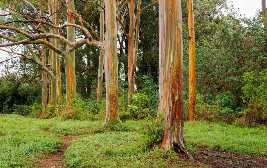 Alberi arcobaleno