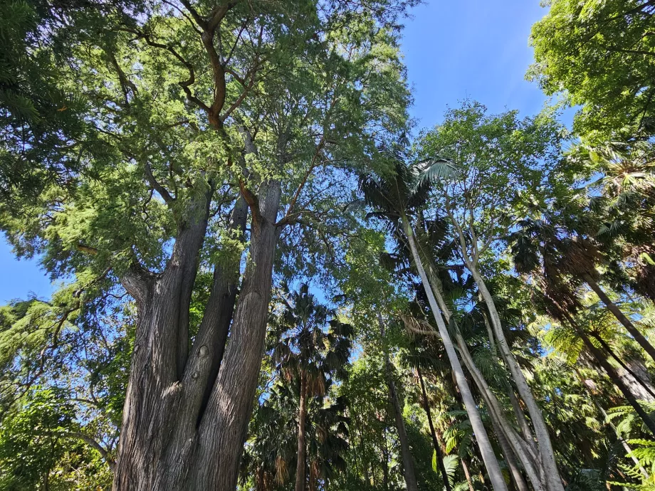 Giardino Botanico Reale