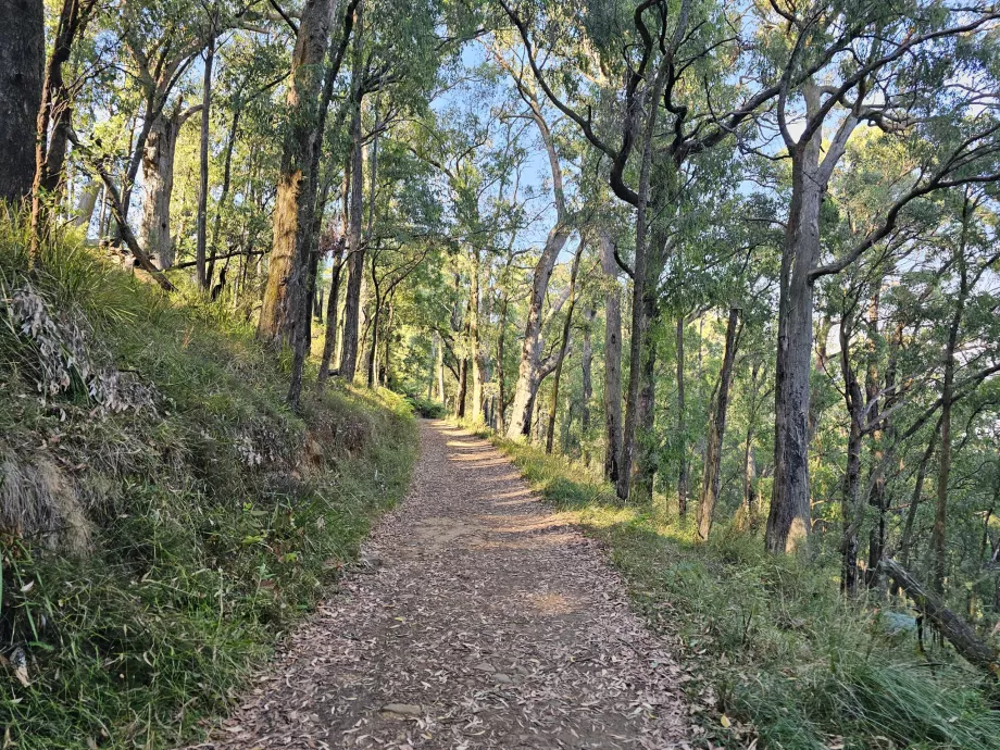 Dandenong Ranges, sentiero escursionistico