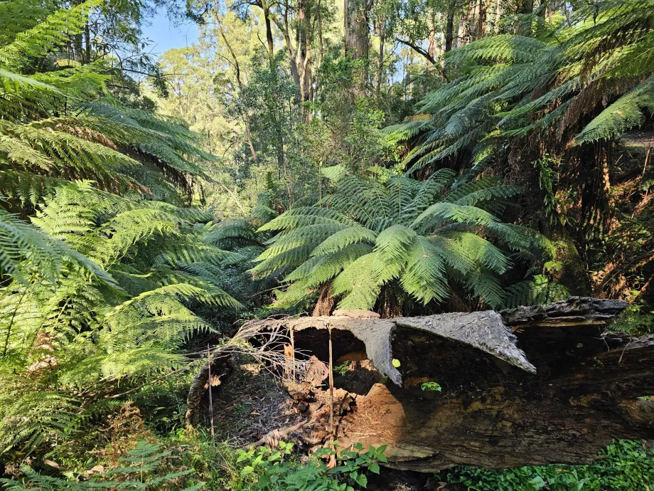 I Dandenong Ranges