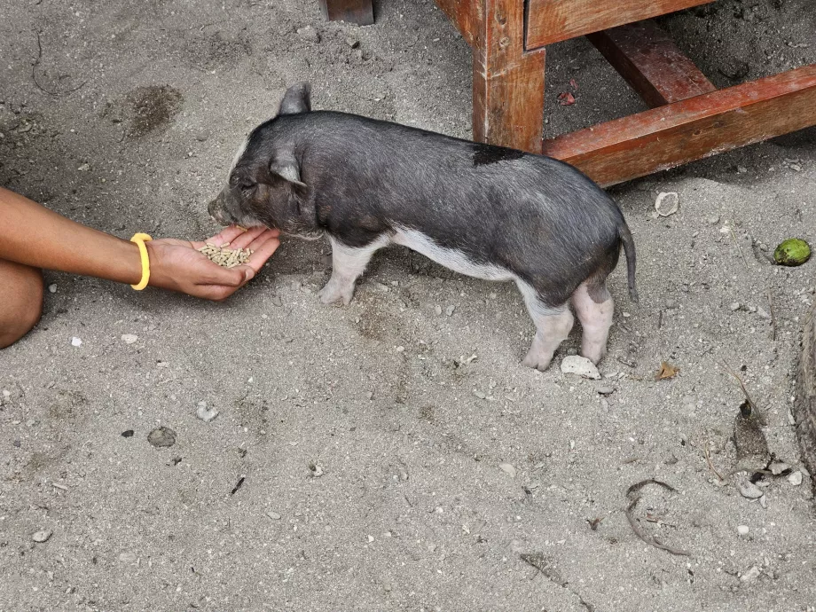Dare da mangiare ai maiali sull'Isola dei Maiali